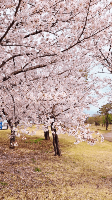 경주 벚꽃 개화 시기 및 축제 및 명소와 관련된 사진