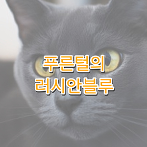 러시안블루고양이