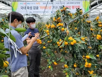 감귤 재배 노지 월동 비가림 하우스 관수 관리_32