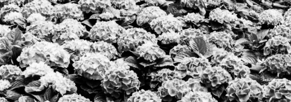 가지치기 방법 &middot; 주의 사항