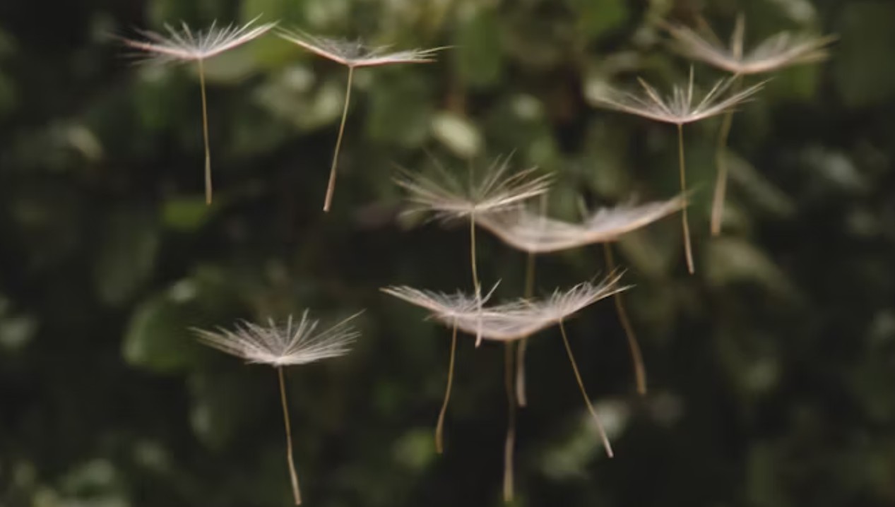 꽃가루 지수 확인 방법