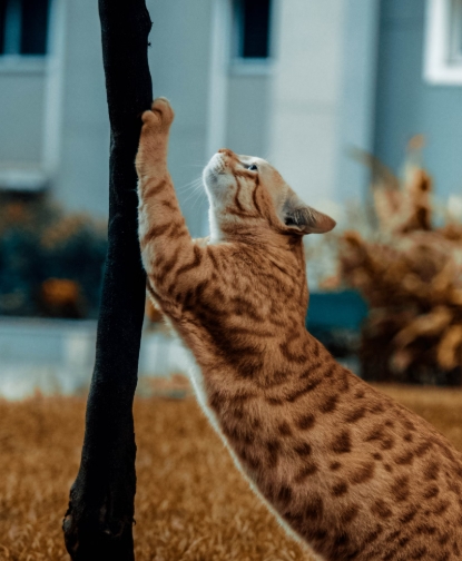 고양이 스크래칭 훈련과 효과적인 해결책 가이드