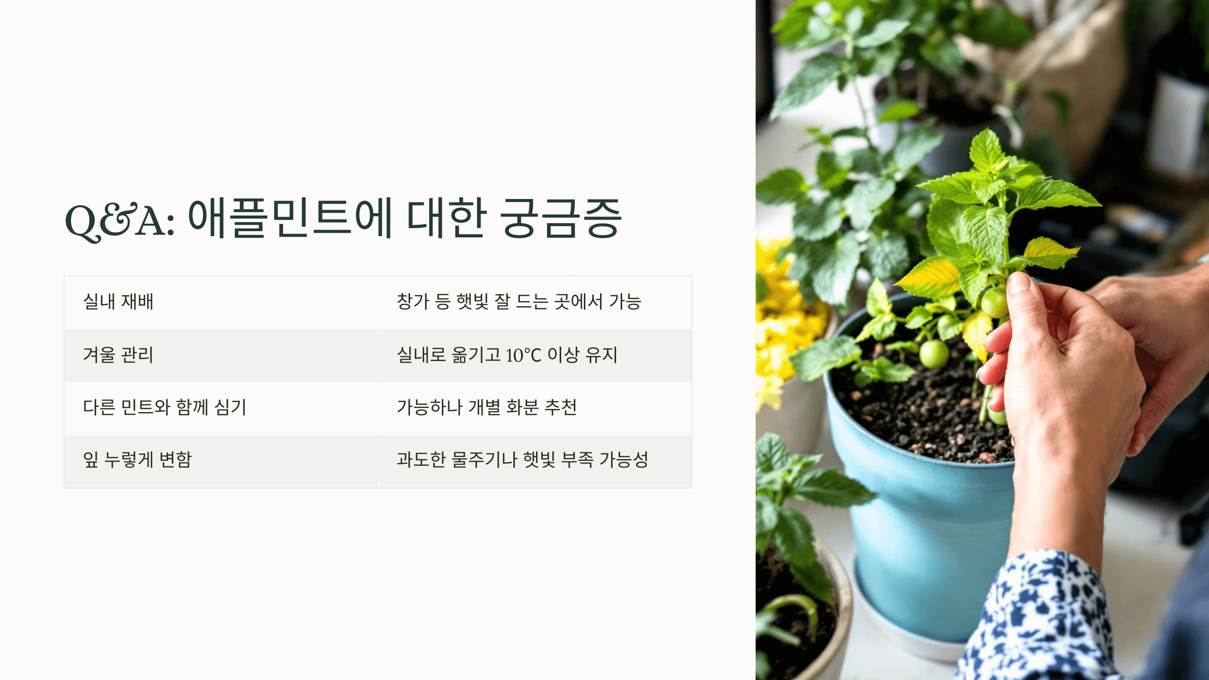 애플민트 사진입니다.