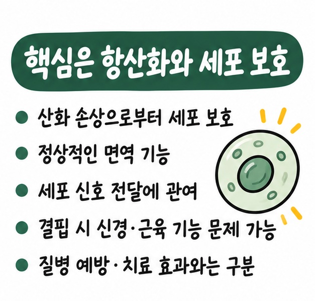 비타민E가 항산화 작용과 정상적인 면역 기능, 세포 보호에 관여하며 결핍 시 신경·근육 기능에 문제가 생길 수 있음을 정리한 카드