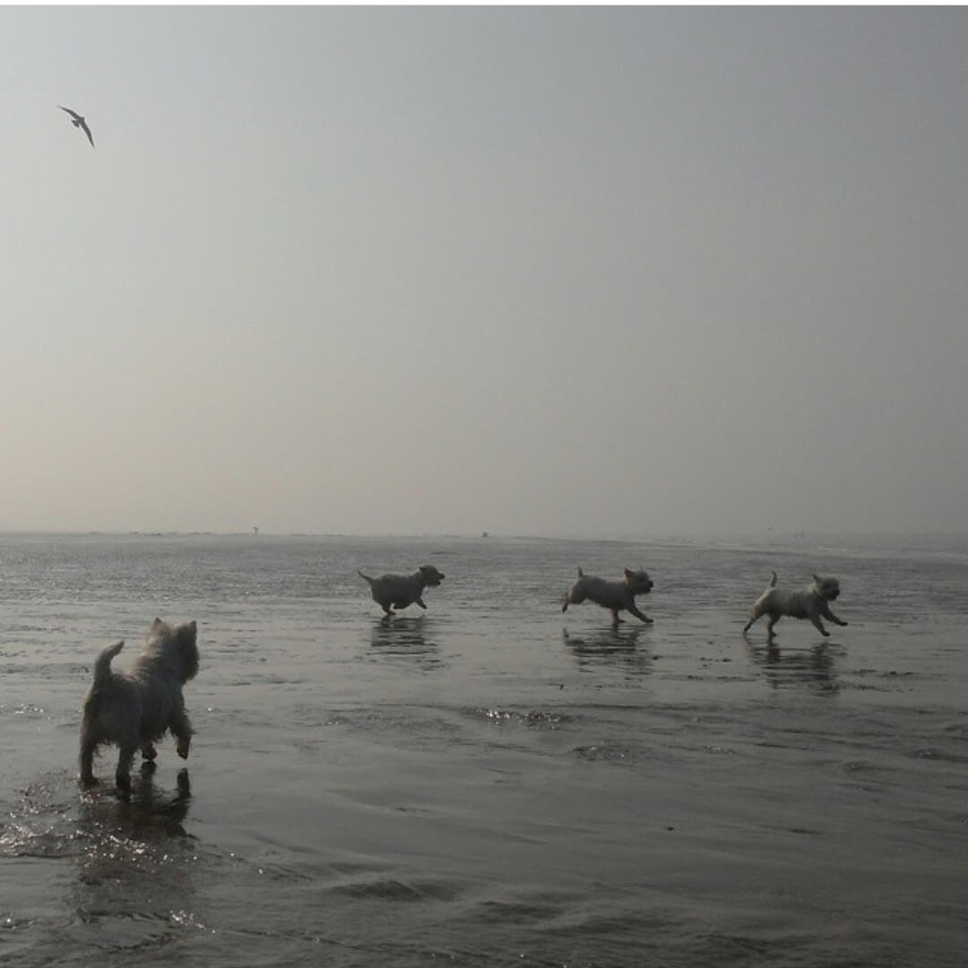 강아지 복명음 원인