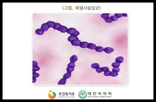 폐렴 예방접종 가격 시기