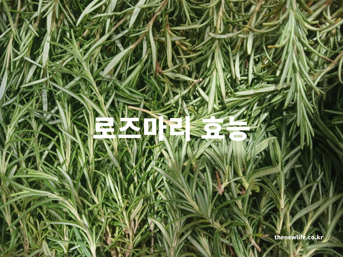 로즈마리 차 효능과 부작용을 설명하는 대표 실사진