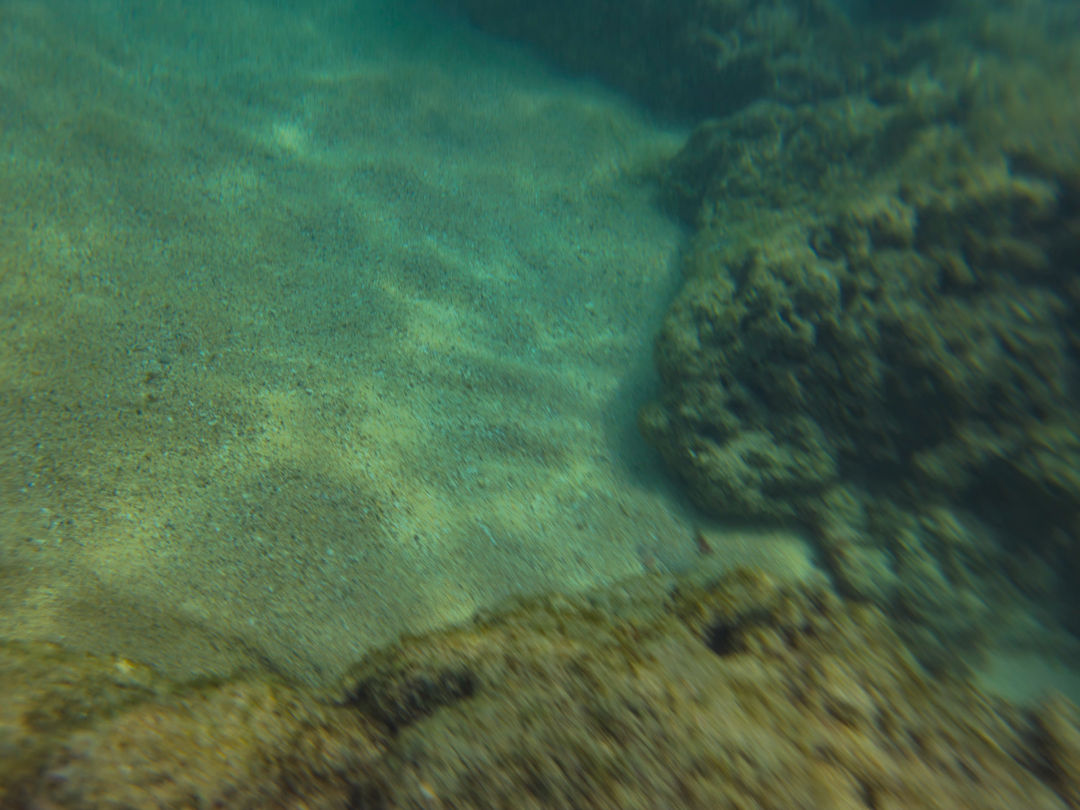 하나우마베이 스노쿨링 산호초