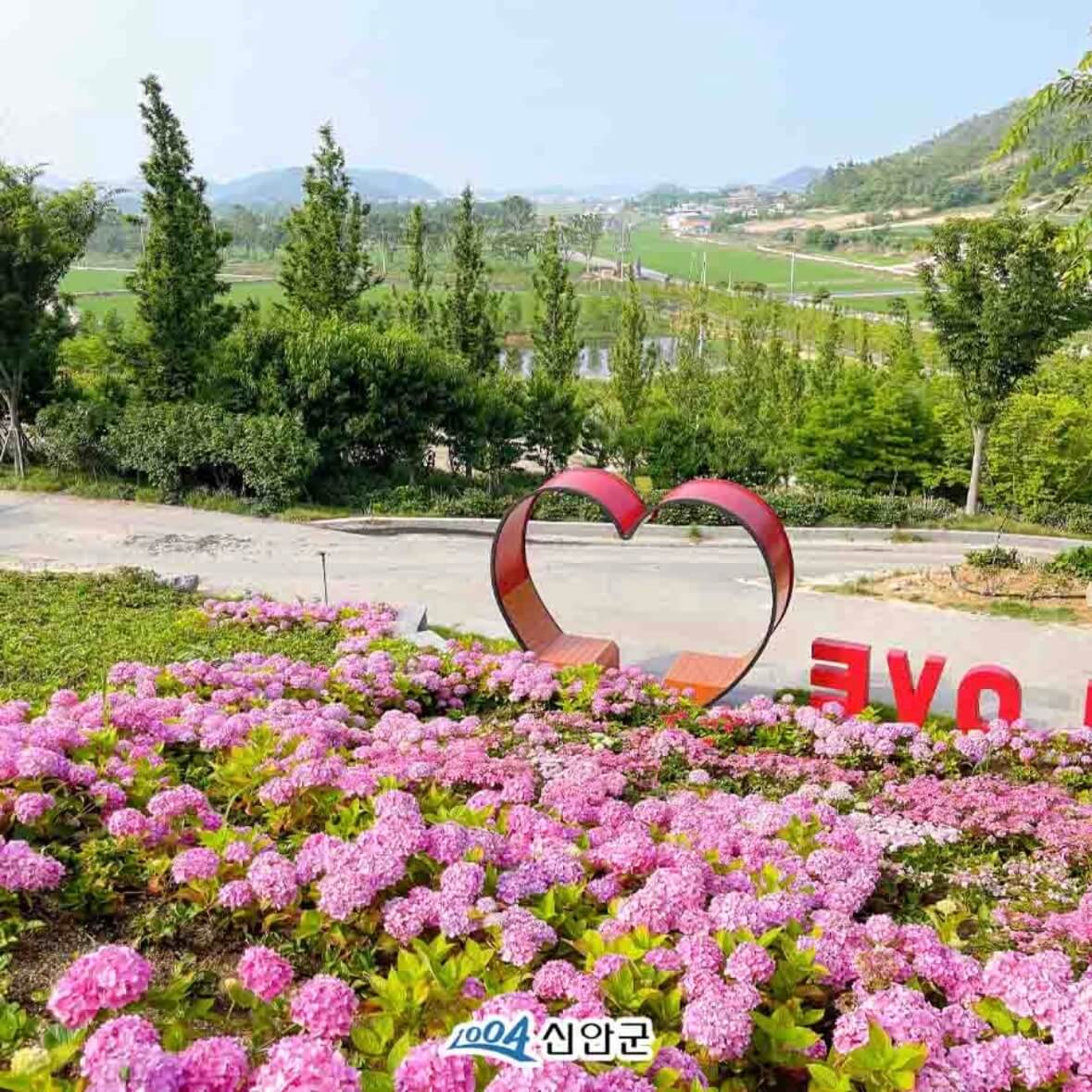 도초도 수국축제