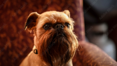 브뤼셀 그리펀(Brussels Griffon)이미지