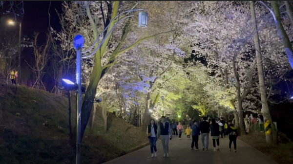 인천의 봄꽃 명소 추천