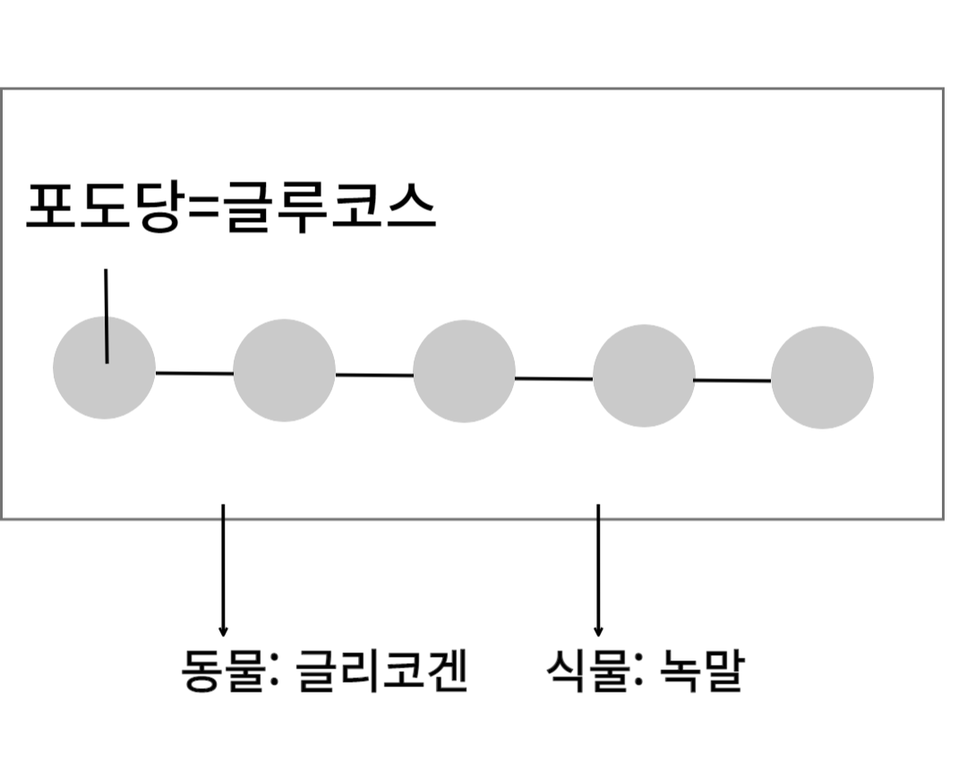 포도당