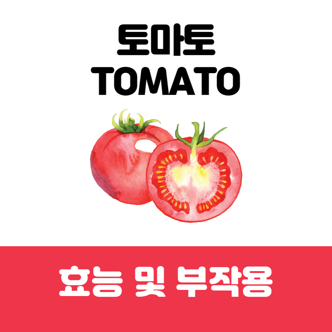 토마토 효능 부작용 TOMATO