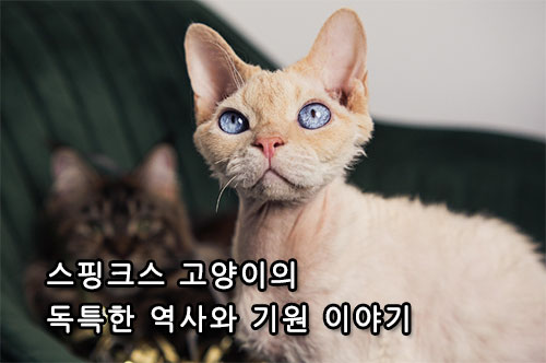 스핑크스 고양이의 독특한 역사와 기원 이야기