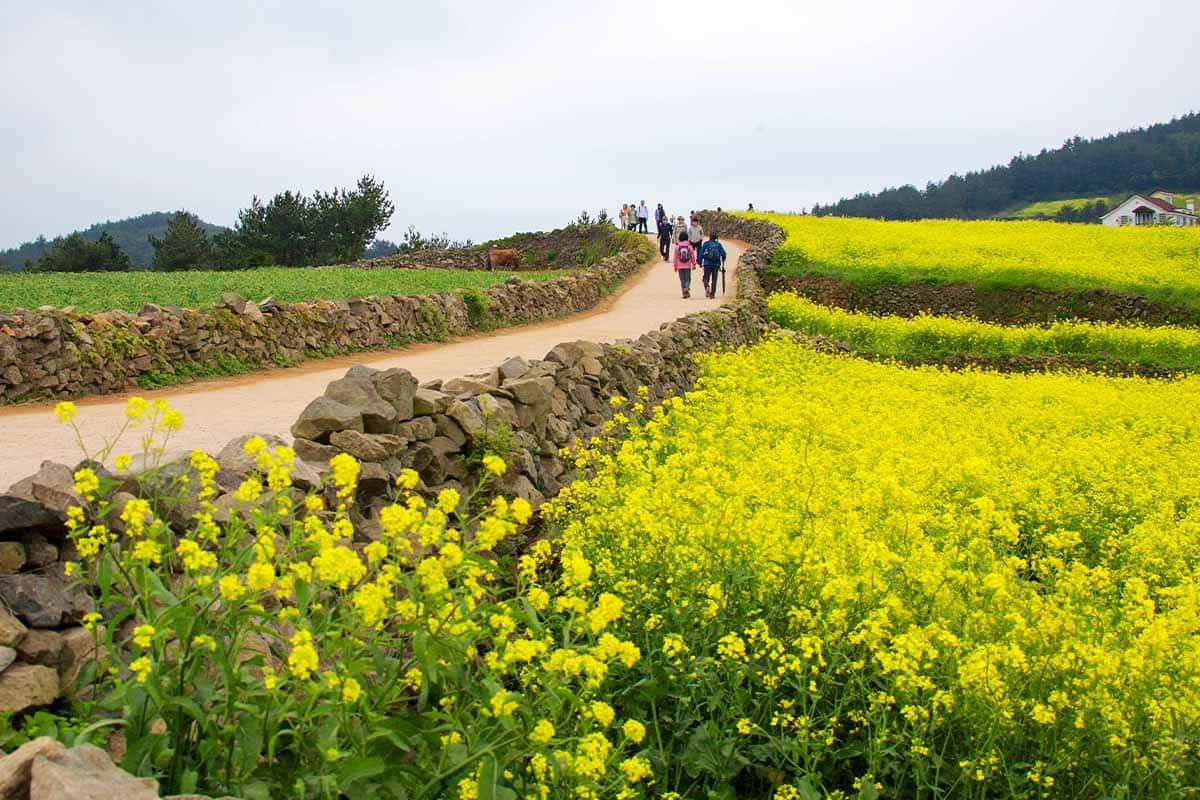 유채꽃 여행지
