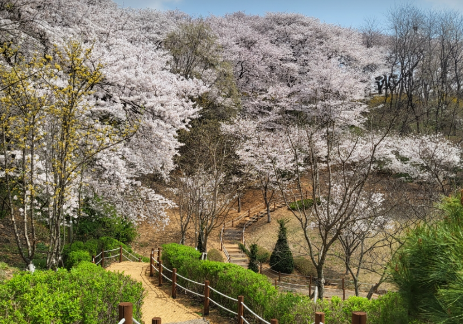 SK인천석유화학 벚꽃동산123