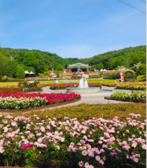 울산 장미축제 개화상황