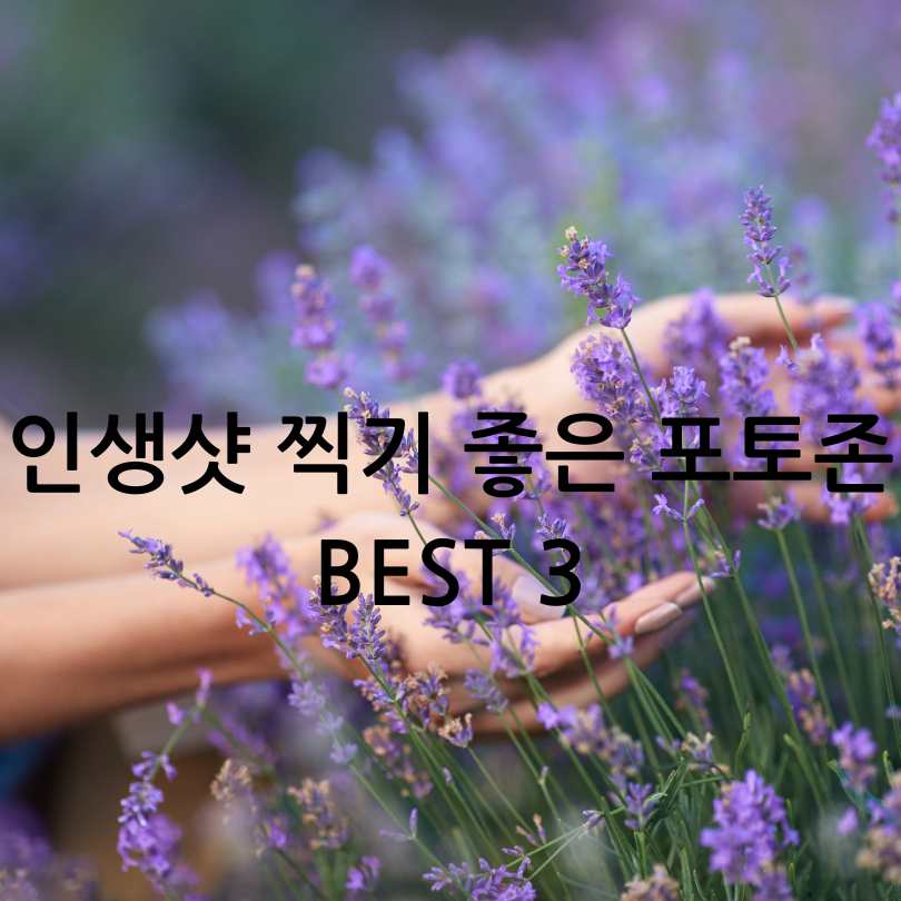 무릉별유천지 라벤더 축제 2025