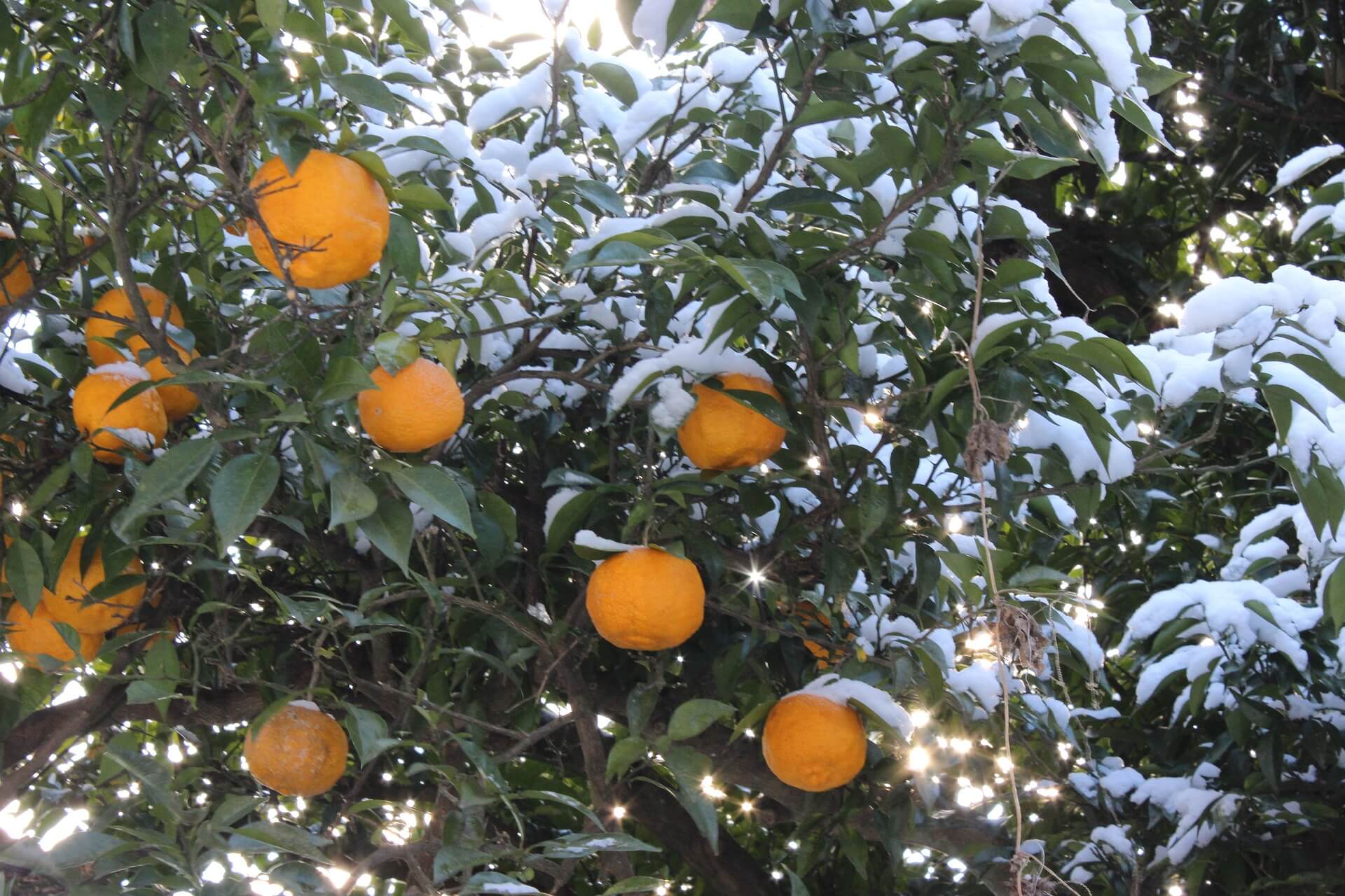 유자차 진짜 효과|감기 예방부터 피로 회복까지 알려지지 않은 효능