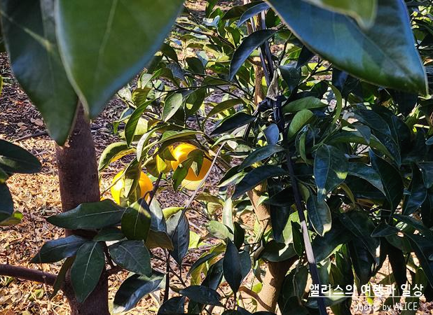 제주 노블피아호텔 주변 서귀포 가볼만한곳 BEST 10