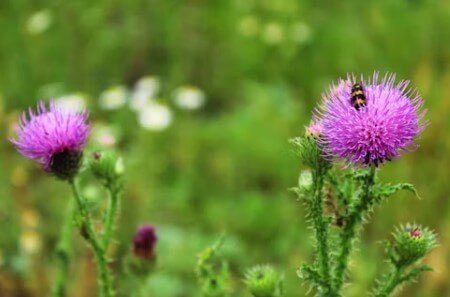 엉겅퀴 효능과 부작용 썸네일