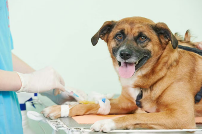 피를 뽑는 강아지