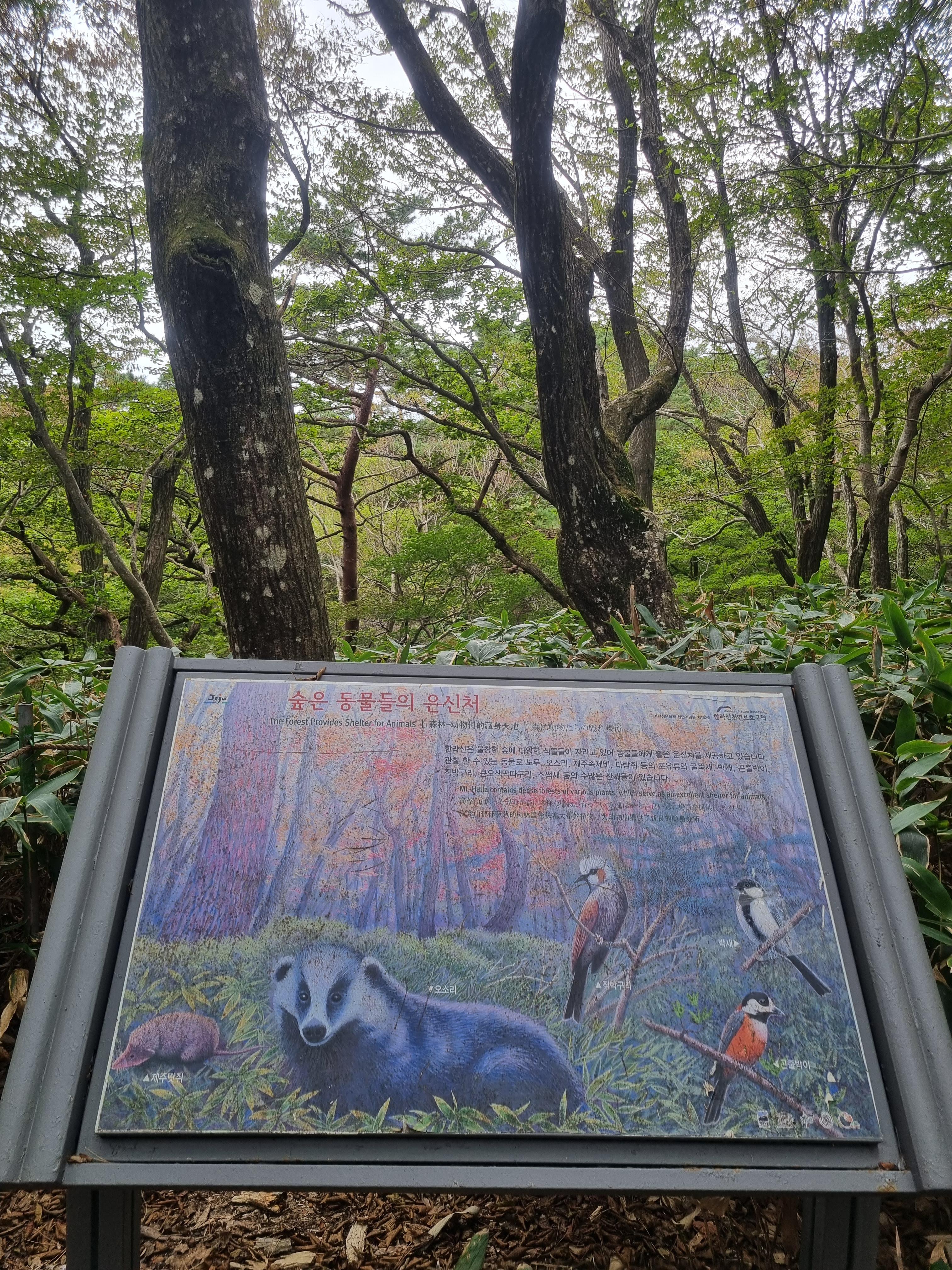 윗세오름 영실코스