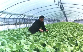 쌈배추 재배 속 차게 키우기 시비 타이밍 통풍 관리_4