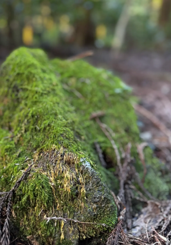 사려니숲길 이끼