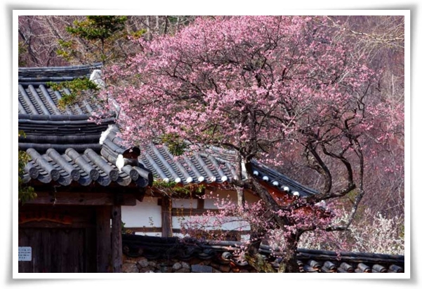 "매화" 겨울을 깨우는 은은한 향기의 비밀을 간직한 백매화 홍매화 청매화!