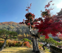 화담숲 단풍