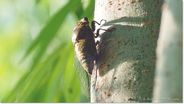 말매미, Korean Blackish Cicada