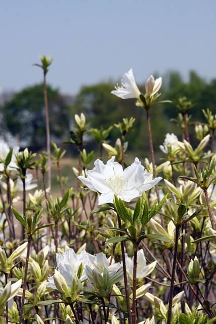 황매산 철쭉축제