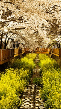 진해군항제 벚꽃 축제