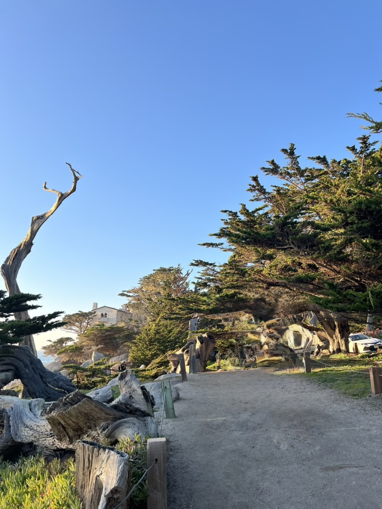 Ghost Trees at Pescadero Point
