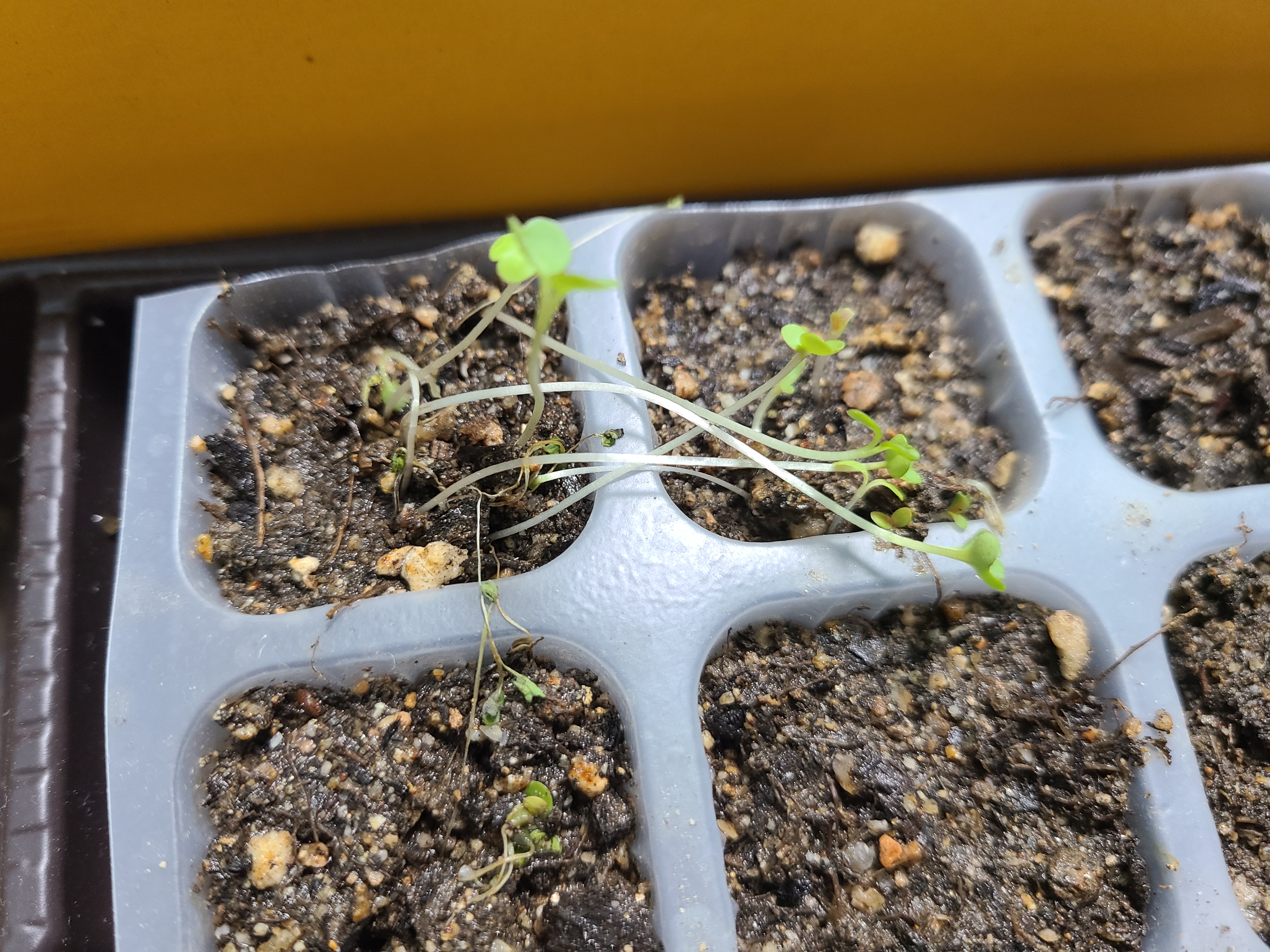 웃자란 루꼴라 새싹