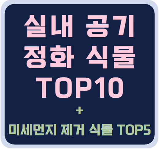 실내공기정화식물 TOP10