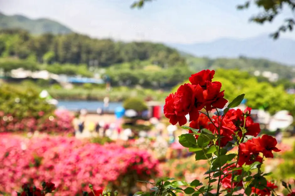 한국의 장미축제 명소