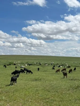 몽골 여행하기 좋은 계절 완벽 가이드 베스트 시기_16