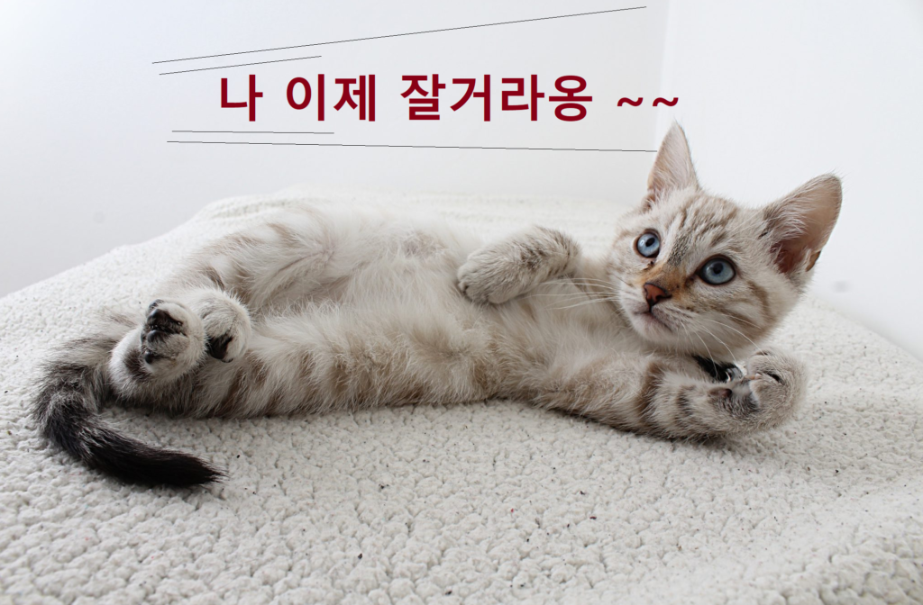 먼치킨 고양이 사진 -2