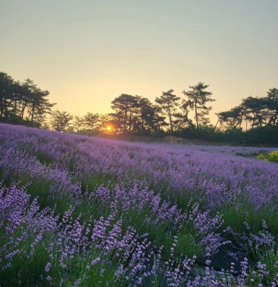 라벤더꽃-보라색-노을