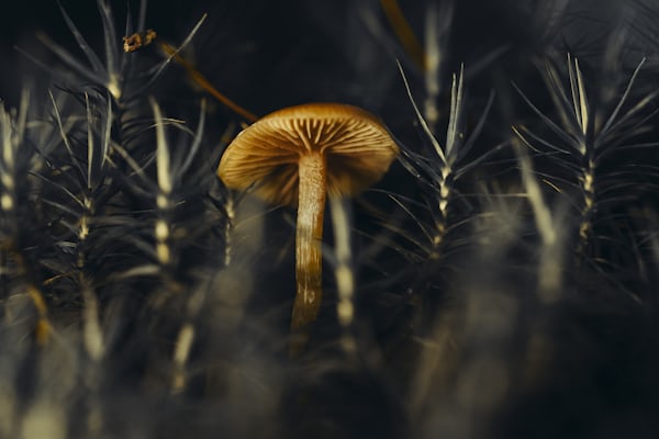 인간 미생물군집 속 곰팡이의 역할과 면역 질환과의 연관성