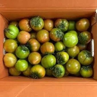 대저토마토 효능 부작용_3