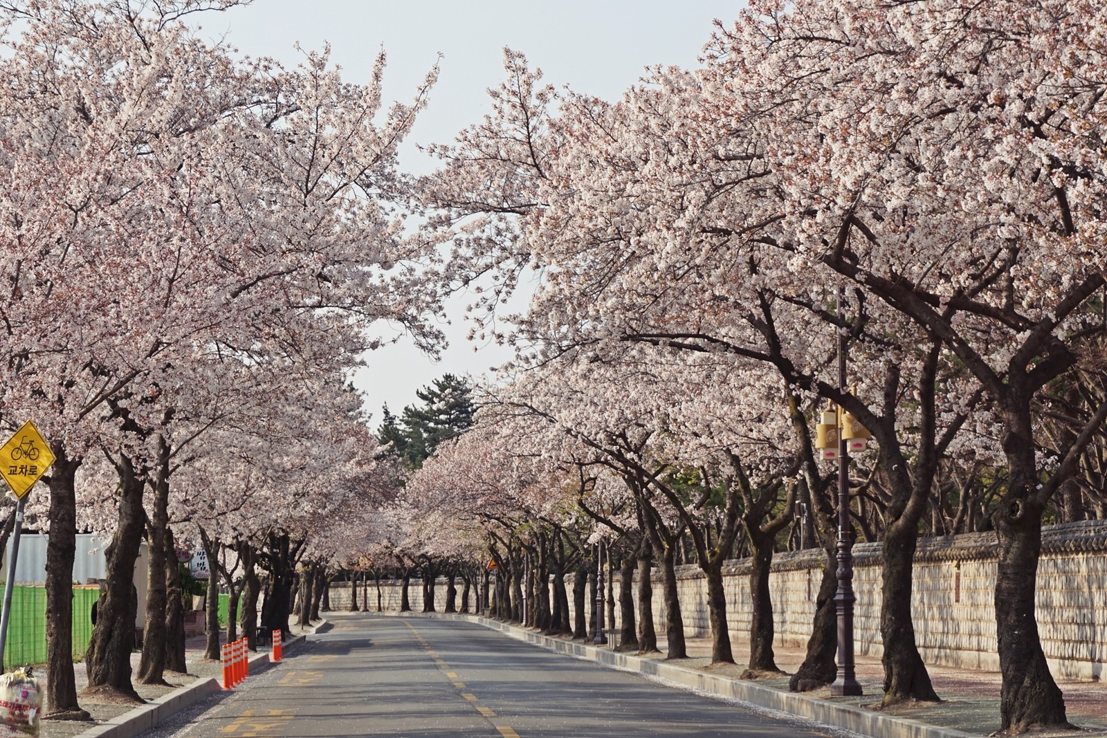 2024 전국 벚꽃 축제 명소 TOP 9