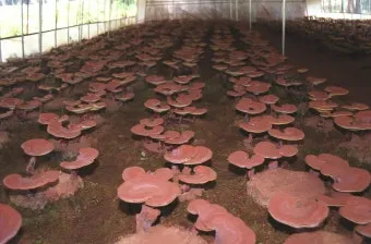 영지버섯 재배 배양 관리 온도 유지 건조 보관_13