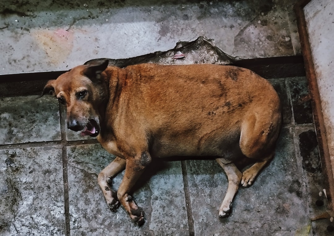 Dog
