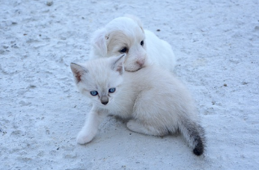 24시-동물병원-찾기