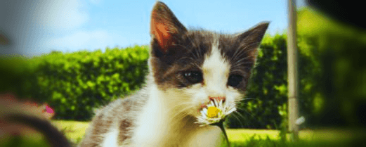 새끼-고양이-사진