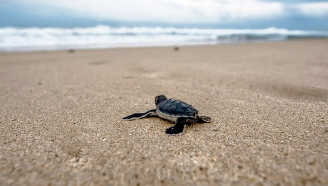 거북이 나오는 꿈 의미 및 상황별 해몽(길몽,태몽)