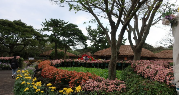 제주민속촌 국화축제